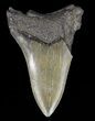 Partial, Megalodon Tooth - Georgia #61661-1